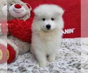 Samoyed Puppy for sale in MAR VISTA, CA, USA