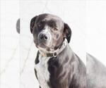 SHANNON - Female Border Collie-Unknown Mix Dog for Adoption - Small photo