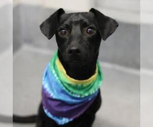 Labrador Retriever-Unknown Mix Dogs for adoption in San Antonio, TX, USA