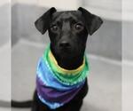 Small Labrador Retriever Mix