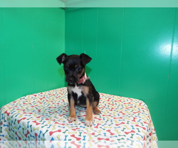 Medium Photo #7 Torkie Puppy For Sale in PATERSON, NJ, USA