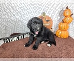 Small #8 Golden Mountain Dog