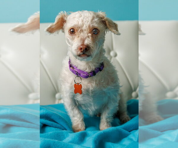 Medium Photo #7 Shih Tzu-Unknown Mix Puppy For Sale in Minneapolis, MN, USA