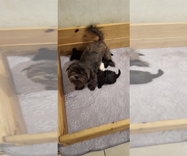 Medium Photo #1 Shih Tzu Puppy For Sale in LAKELAND, FL, USA