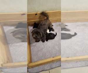 Mother of the Shih Tzu puppies born on 10/16/2025