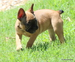 Small #18 French Bulldog