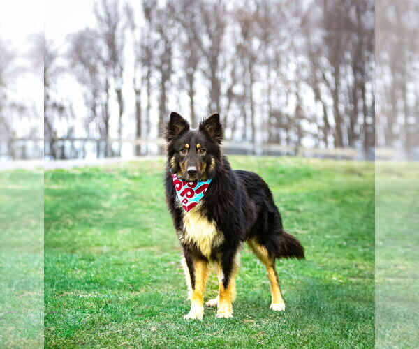 Medium Photo #4 German Shepherd Dog-Unknown Mix Puppy For Sale in Unionville, PA, USA