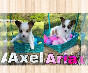 Papillon Puppy for sale in CLAREMORE, OK, USA