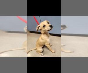 Chihuahua-Labrador Retriever Mix Dogs for adoption in Burbank, CA, USA