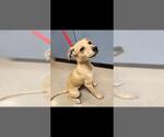BRAZY - Male Chihuahua-Labrador Retriever Mix Dog for Adoption - Small photo