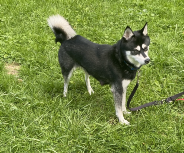 Medium Photo #1 Alaskan Klee Kai Puppy For Sale in SAUGERTIES, NY, USA