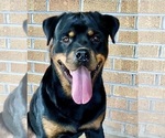 Small #60 Rottweiler