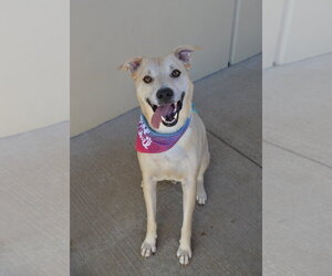 Labrador Retriever-Unknown Mix Dogs for adoption in McKinney, TX, USA