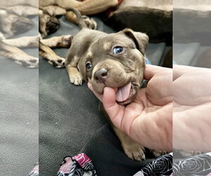 Adeline- Belles & Beau Litter - Female American Staffordshire Terrier-Unknown Mix Dog for Adoption - Photo #5