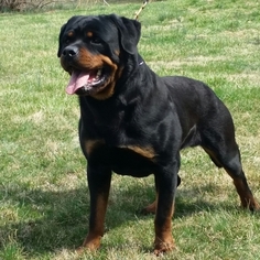 Father of the Rottweiler puppies born on 10/27/2016