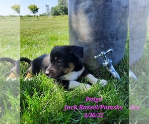 Huskies -Jack Russell Terrier Mix Puppy for Sale in SHIPSHEWANA, Indiana USA