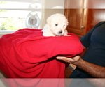 Small Photo #6 Goldendoodle Puppy For Sale in FAIRFIELD, CA, USA