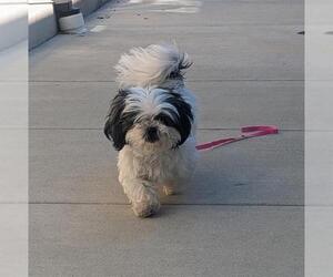 Shih Tzu Dogs for adoption in Waterford, VA, USA