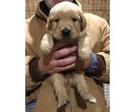 Small Photo #6 Goldendoodle Puppy For Sale in FULTON, MO, USA