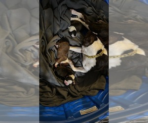 Boston Terrier Puppy for sale in CRESTVIEW, FL, USA