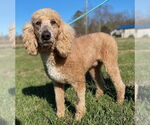 Small #4 Poodle (Standard)