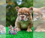 Small French Bulldog