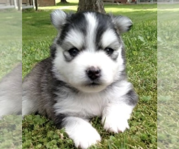 Medium Photo #16 Pomsky Puppy For Sale in BAXTER, TN, USA