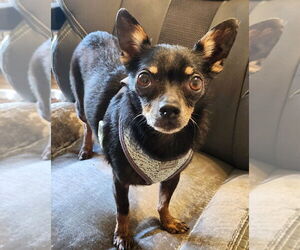 Chihuahua Dogs for adoption in Walnutport, PA, USA