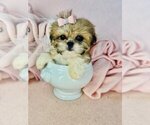Small #18 Shih Tzu
