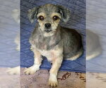 Small #5 Shih Tzu