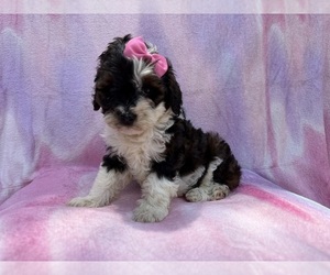 Cockapoo (Miniature) Puppy for sale in LAKELAND, FL, USA