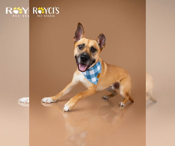 Medium Photo #4 German Shepherd Dog-Unknown Mix Puppy For Sale in Sandy, UT, USA