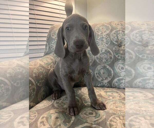 Medium Photo #1 Weimaraner Puppy For Sale in LAGRANGE, GA, USA