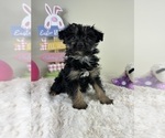 Small YorkiePoo