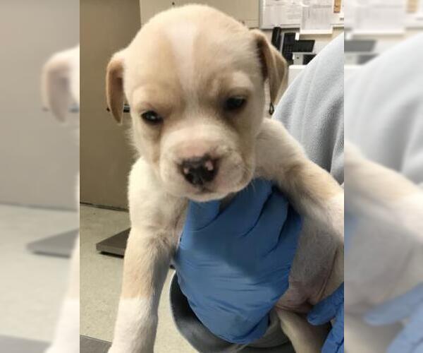 Medium Photo #1 Labrador Retriever-Unknown Mix Puppy For Sale in Conroe, TX, USA