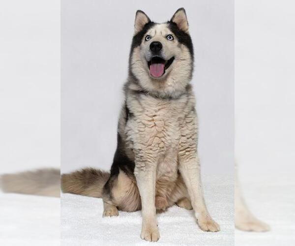 Medium Photo #1 Siberian Husky Puppy For Sale in Santa Maria, CA, USA