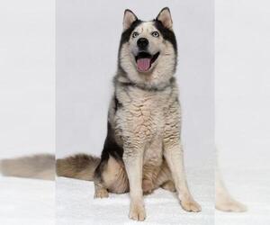 Siberian Husky Dogs for adoption in Santa Maria, CA, USA