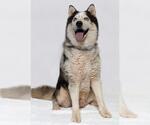 Small Siberian Husky