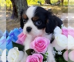 Small Photo #4 Cavalier King Charles Spaniel Puppy For Sale in CALLAO, VA, USA