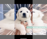Small #26 Great Pyrenees