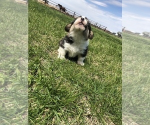 Pembroke Welsh Corgi Puppy for sale in ARTHUR, IL, USA