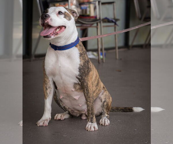 Medium Photo #1 Mutt Puppy For Sale in Royal Palm Beach, FL, USA