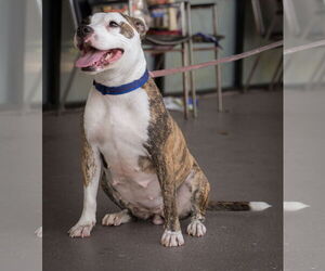 Mutt Dogs for adoption in Royal Palm Beach, FL, USA