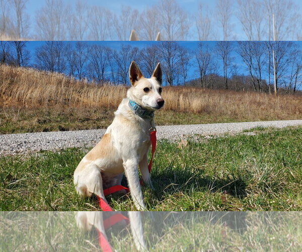 Medium Photo #3 Mutt Puppy For Sale in Woodsfield, OH, USA