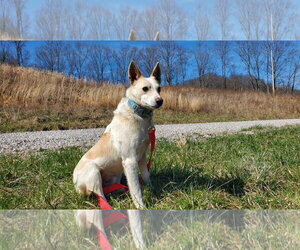 PeeWee - Male Mutt Dog for Adoption - Photo #3