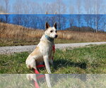 Small #2 Mutt