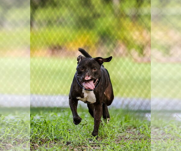 Medium Photo #2 Mutt Puppy For Sale in  Gainesville, FL, USA