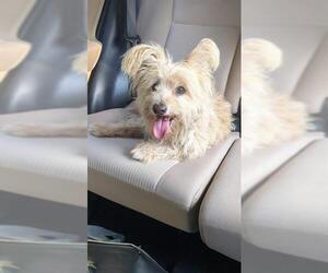Mutt Dogs for adoption in San Antonio, TX, USA