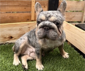 Mother of the French Bulldog puppies born on 12/15/2025