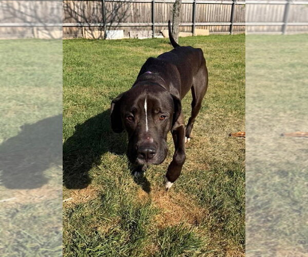 Medium Photo #5 Great Dane-Labrador Retriever Mix Puppy For Sale in Bullard, TX, USA